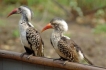 Vakantiewoning:&nbsp;vakantiehuis KRUGER ESTATE WILD OLIVE