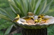 Vakantiewoning:&nbsp;vakantiehuis KRUGER ESTATE WILD OLIVE