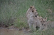 Vakantiewoning:&nbsp;vakantiehuis KRUGER ESTATE WILD OLIVE