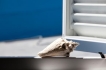 Ferienwohnung:&nbsp;Ocean Suites 2 Blue Bay