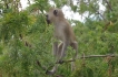 Ferienwohnung:&nbsp;Blue Cove PH2 Watamu Kenya